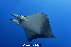 Mobula Rray - Azores by Andre Philip 